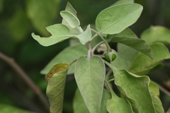 Solanum pubescens